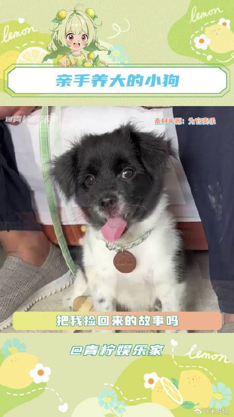 宠物治愈故事:爱神之风驱散死神判决