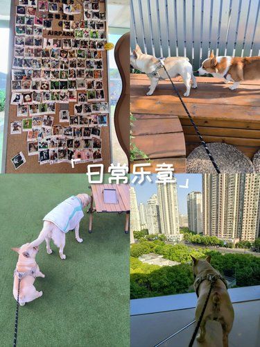 狗狗的快乐，我的快乐