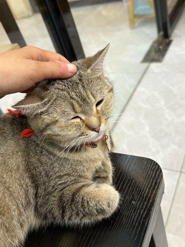 这家楼上猫 天堂也