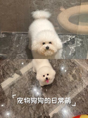 洗澡快乐狗狗