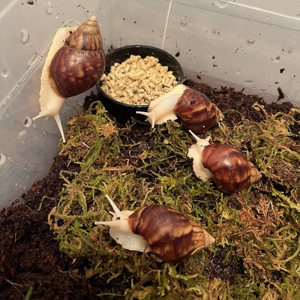 宠物白玉蜗牛活体巨型大蜗牛宠物观赏学生科学实验教学小蜗牛套装
