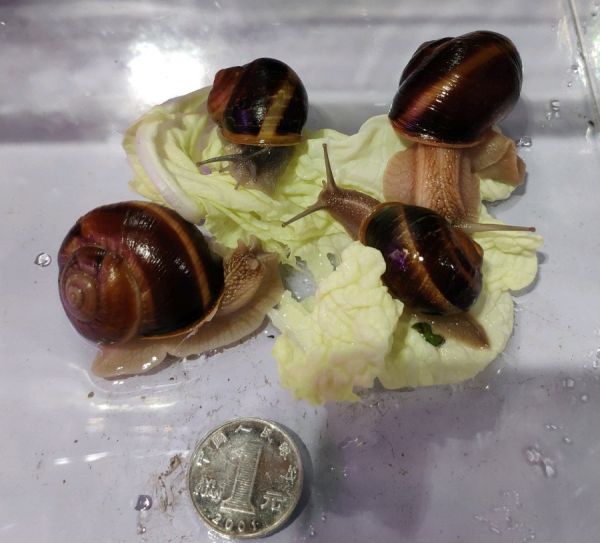 法国蜗牛活物光亮大蜗牛活体学生观察宠物教学稀有蜗牛饲养用品