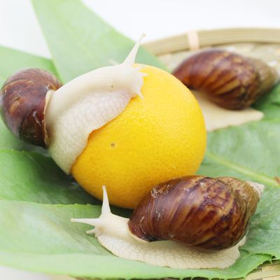 爬虫距优惠券开抢还有00:00:00白玉蜗牛 大蜗牛 科学蜗牛 宠物蜗牛
