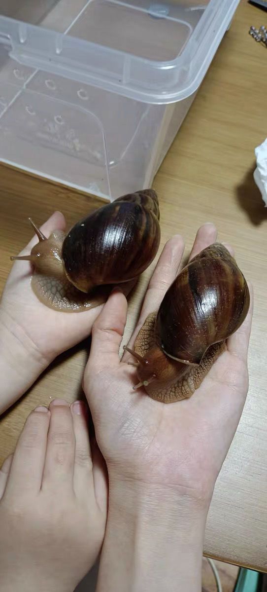 非洲大蜗牛活体宠物螺家养宠物教学大蜗牛儿童玩伴观赏螺巨型蜗牛 7到