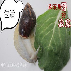 科学观察课活体蜗牛/白玉蜗牛宠物套餐/食用种蜗牛/蜗牛美容包活