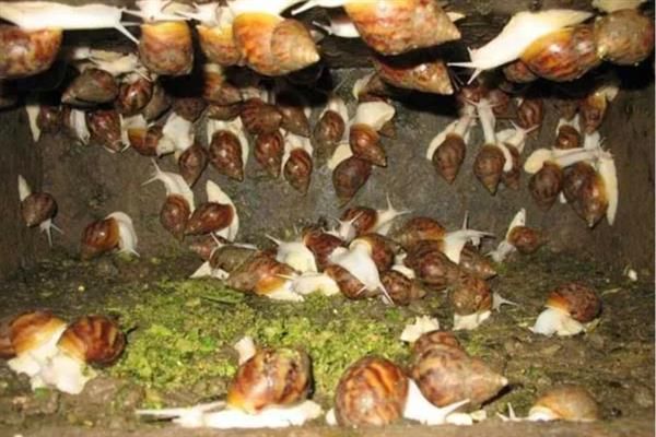 白玉蜗牛怎么养殖，养殖场地需充分做好防逃措施