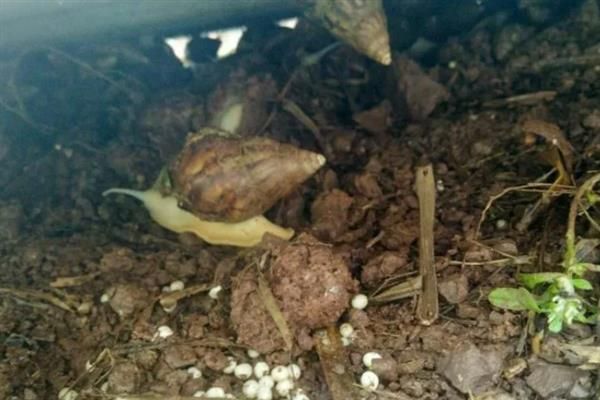白玉蜗牛怎么养殖，养殖场地需充分做好防逃措施