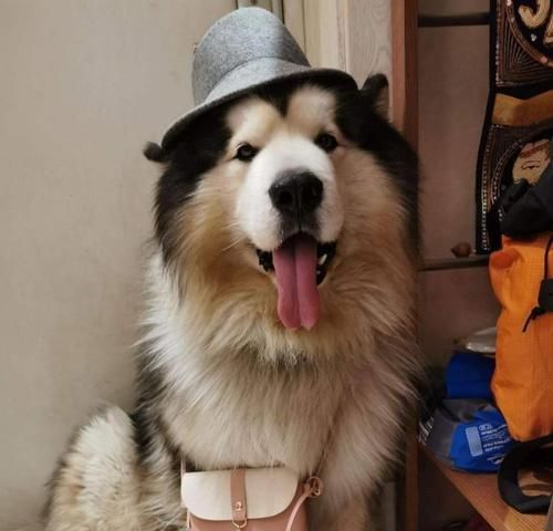 怎样以三个月的阿拉斯加犬为宠物（打造完美的宠物生活）