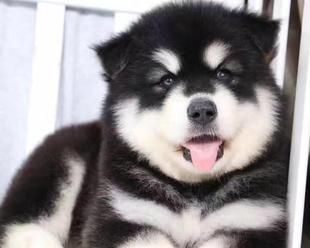 我的一岁多阿拉斯加犬（探寻宠物生活的奇妙之旅）