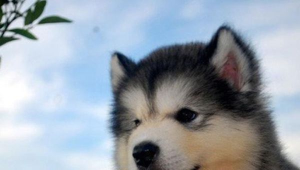 阿拉斯加犬——最佳宠物选择（忠诚陪伴）