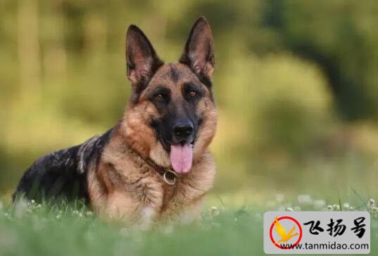 阿拉斯加犬多少钱一只（纯种的价格在3000-5000之间）-第2张图片-飞扬号