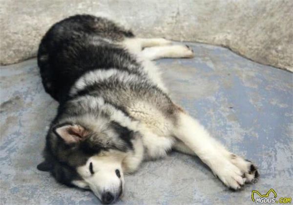 犬种科普介绍阿拉斯加犬