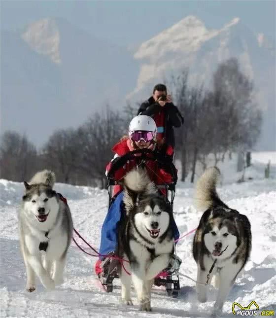 阿拉斯加犬种介绍