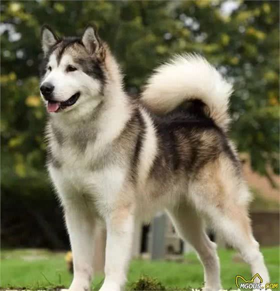 阿拉斯加犬种介绍