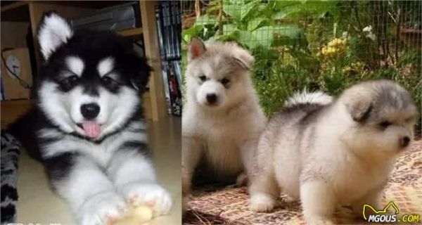 阿拉斯加犬种介绍