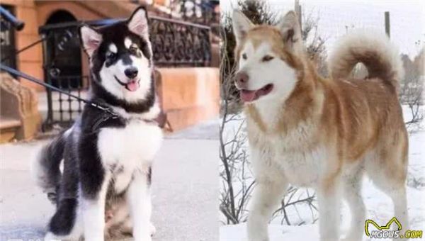 阿拉斯加犬种介绍