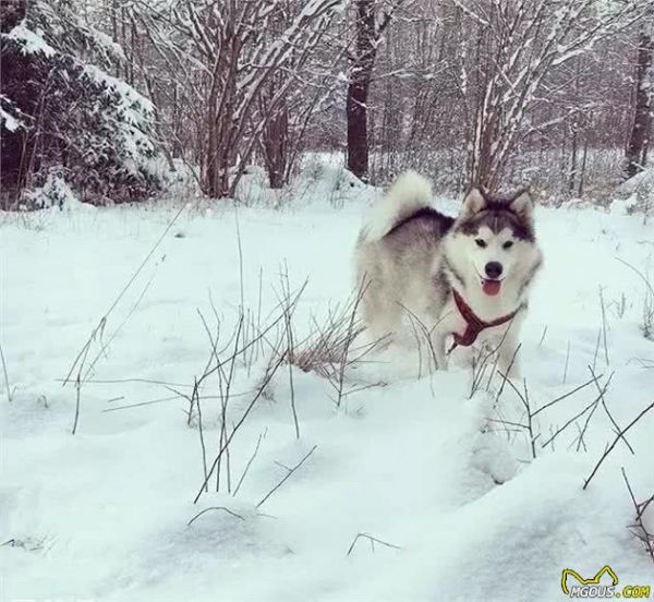 阿拉斯加犬种介绍