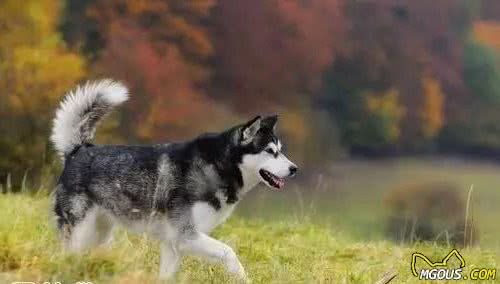 阿拉斯加犬种介绍