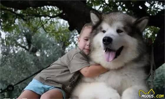 阿拉斯加犬种介绍