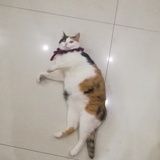多西环素