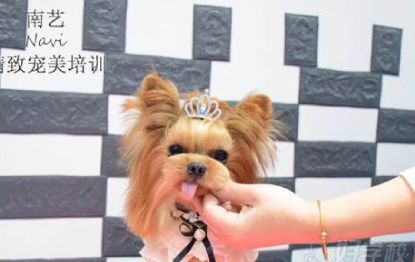 宠物美容师A级提升强化班