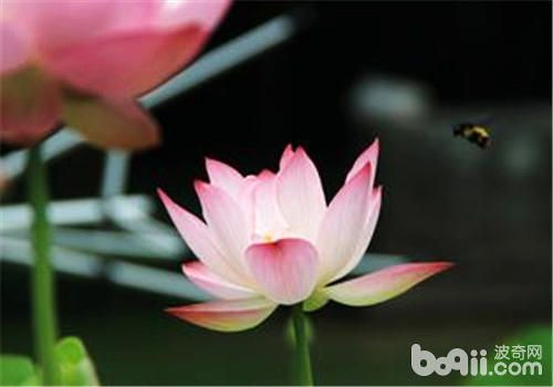 盆栽荷花的方法与注意事项