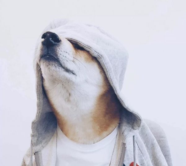 第二期狗狗头像来啦喜欢的关注一下谢谢