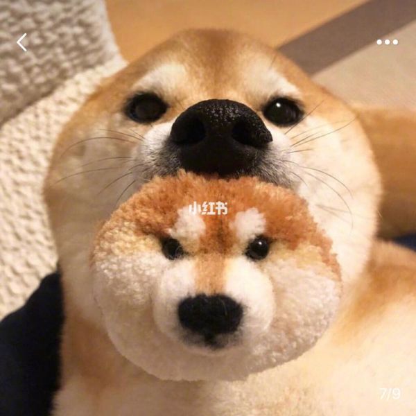 可爱的柴犬情侣头像 柴犬情侣头像图片卡通