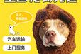 莆田宠物托运物流-汽车托运