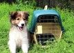莆田宠物猫托运靠谱火车托运