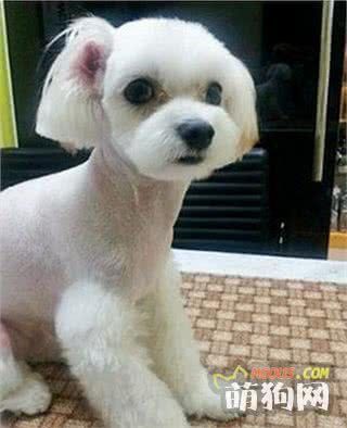 狗狗也要除皱割双眼皮？这样的宠物整形风也太夸张了