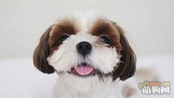 狗狗也要除皱割双眼皮？这样的宠物整形风也太夸张了
