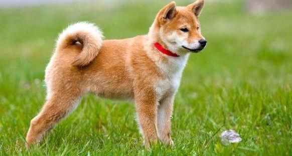最适合家庭饲养的狗狗你知道哪些呢？