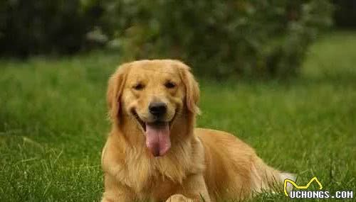 管家支招｜十二种家庭宠物犬，你养的是哪种