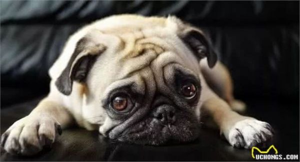 管家支招｜十二种家庭宠物犬，你养的是哪种