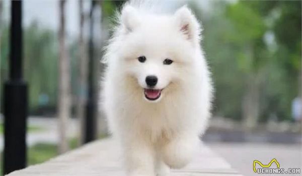 管家支招｜十二种家庭宠物犬，你养的是哪种