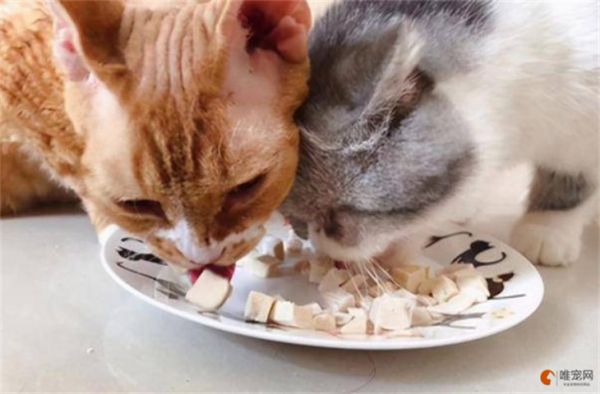 猫咪冻干怎么做 可以天天吃吗