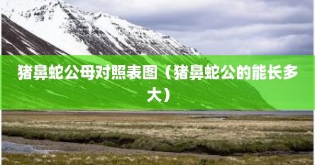 猪鼻蛇公母对照表图（猪鼻蛇公的能长多大）