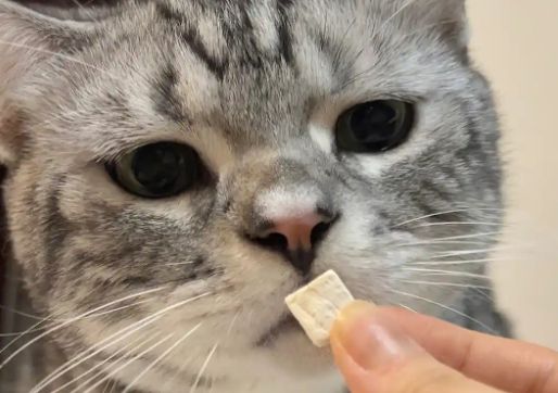 卡夫猫冻干：宠物健康美味之选
