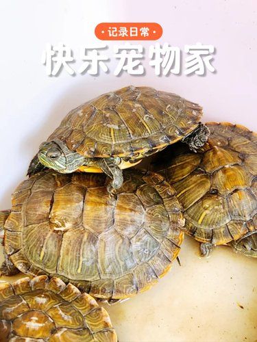 保定鹏宏宠物医院，宠物的贴心守护站