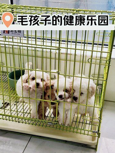 保定鹏宏宠物医院 | 毛孩子的健康守护者