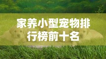 家养小型宠物排行榜前十名