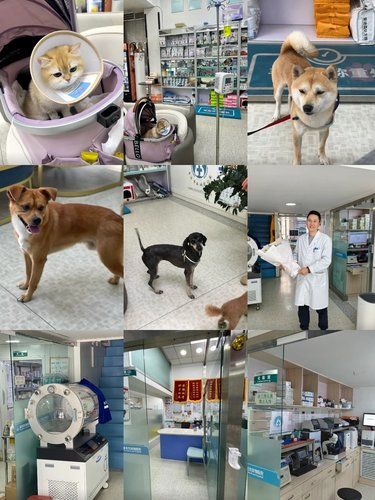 宠物们的健康守护者