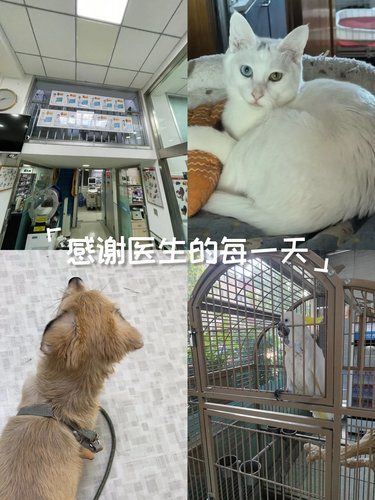 毛孩健康新体验,理疗康复超有效
