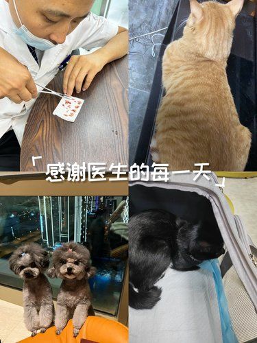这家宠物医院太绝,急救超及时
