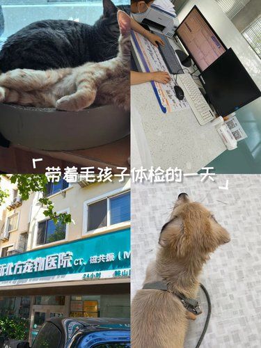 这家宠物医院超细致,伤口处理超精细❤️