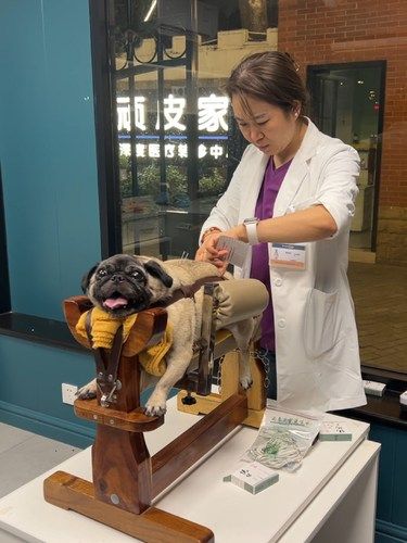 巴哥椎间盘突出，我们选择了中兽医理疗