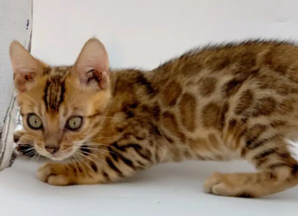 今日科普：豹猫有几种花纹？