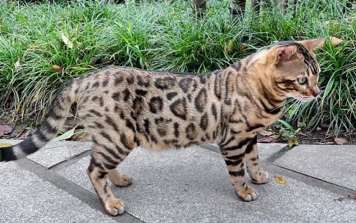 今日科普：豹猫有几种花纹？