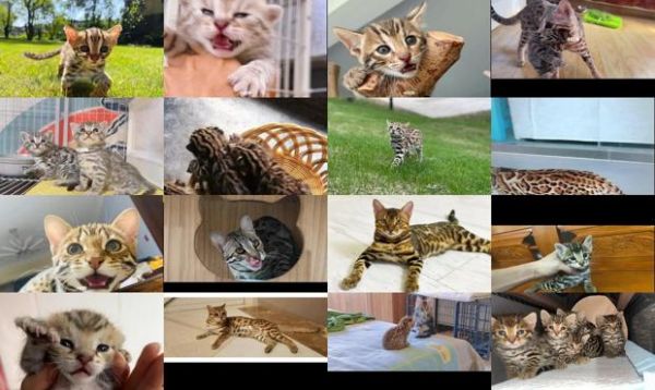 孟加拉豹猫f1
